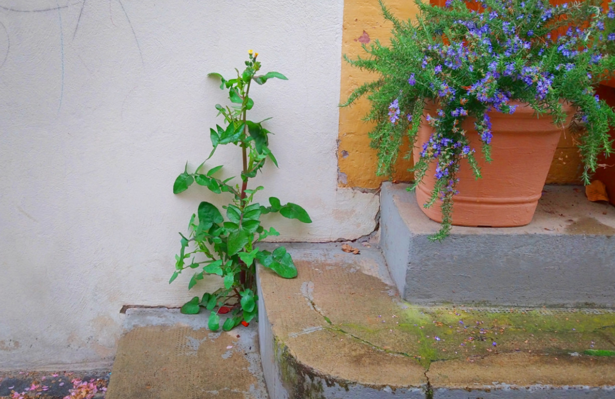 pflanzen auf haustreppe