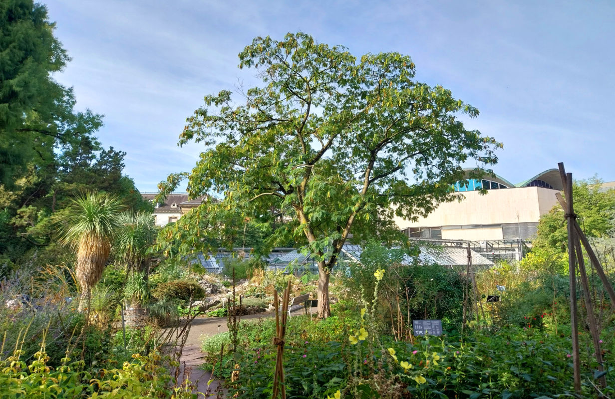 im botanischen garten